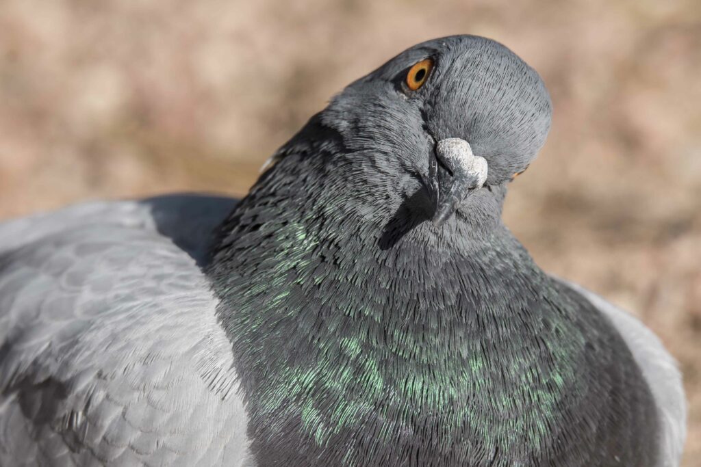 portrait of a curious rock pigeon
