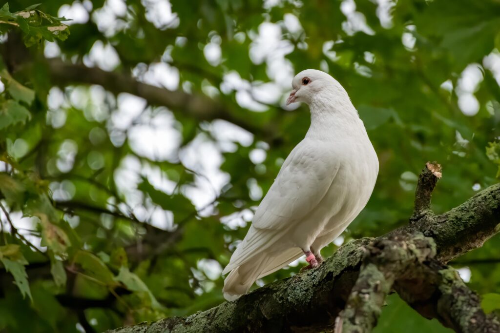 selective-focus-closeup-of-a-white-dove-perching-o-min
