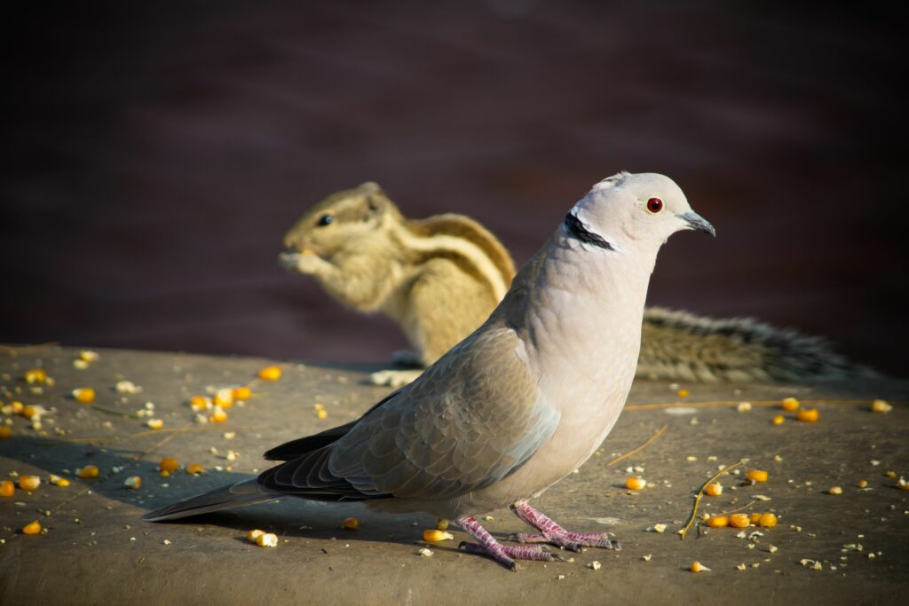 small-eurasian-collared-dove-and-a-squirrel-min
