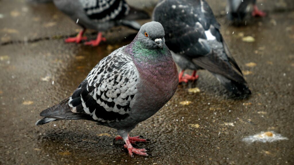 snowflakes-falling-on-a-group-of-pigeons-at-a-park-min