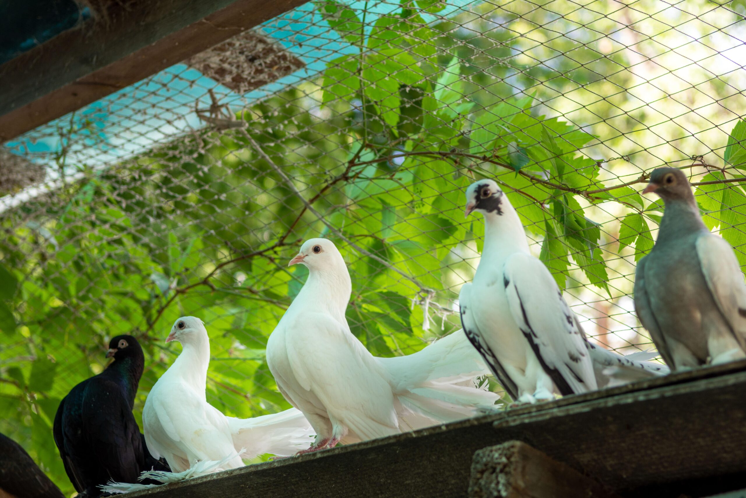 the-pigeons-in-his-loft-breeding-of-domestic-pedi-min