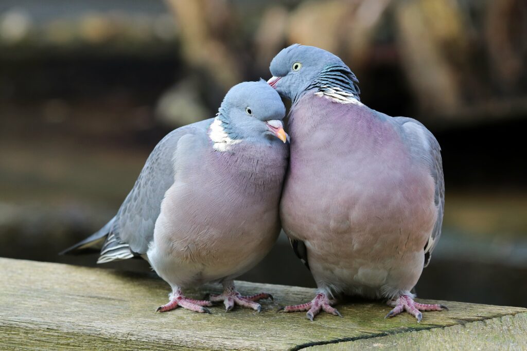 wood-pigeons-in-love-min