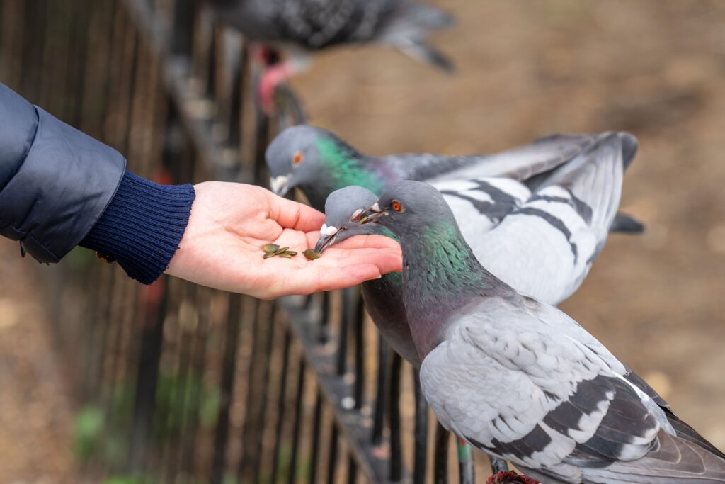 young-woman-feeding-pigeons-in-the-city-park-min
