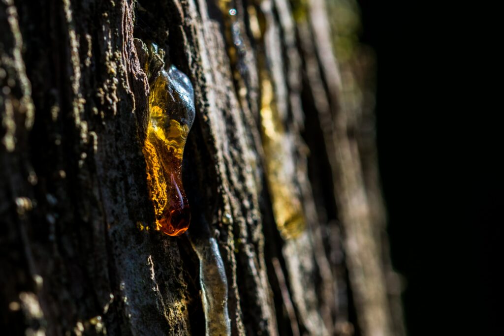 a-drop-of-tree-sap-oozing-out-of-an-old-tree-trunk-min