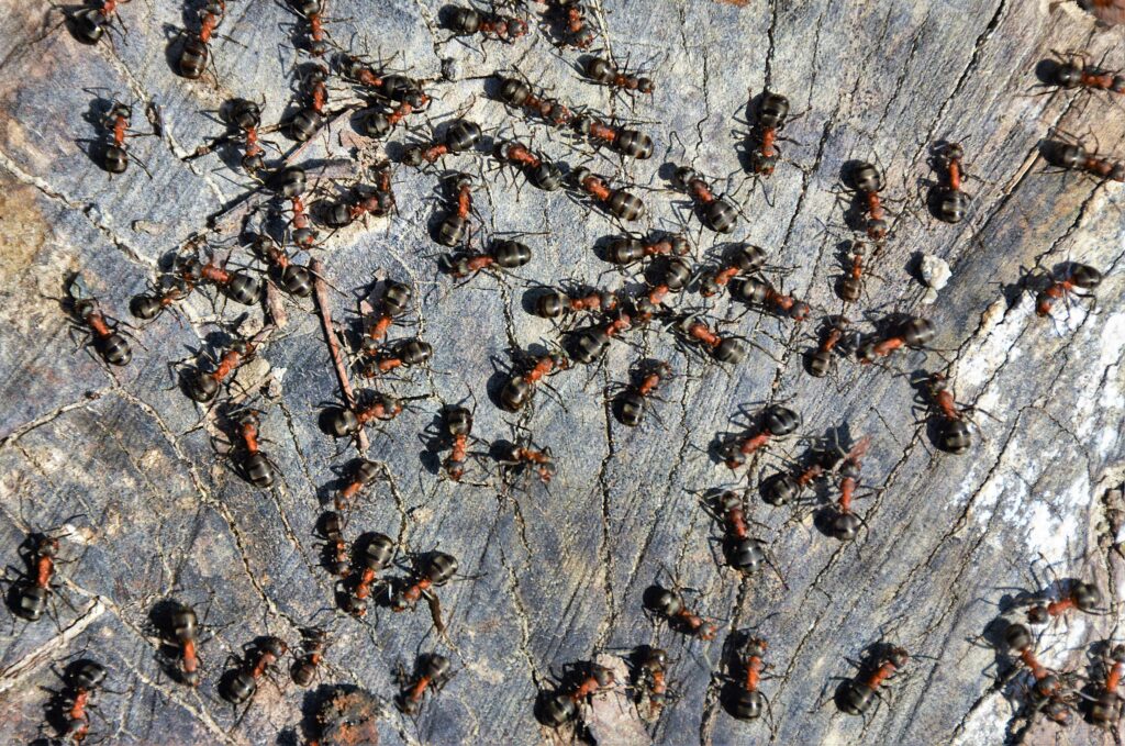 a-swarm-of-ants