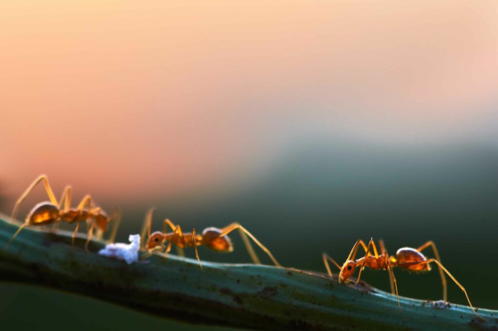 ant-climbing-on-the-stem