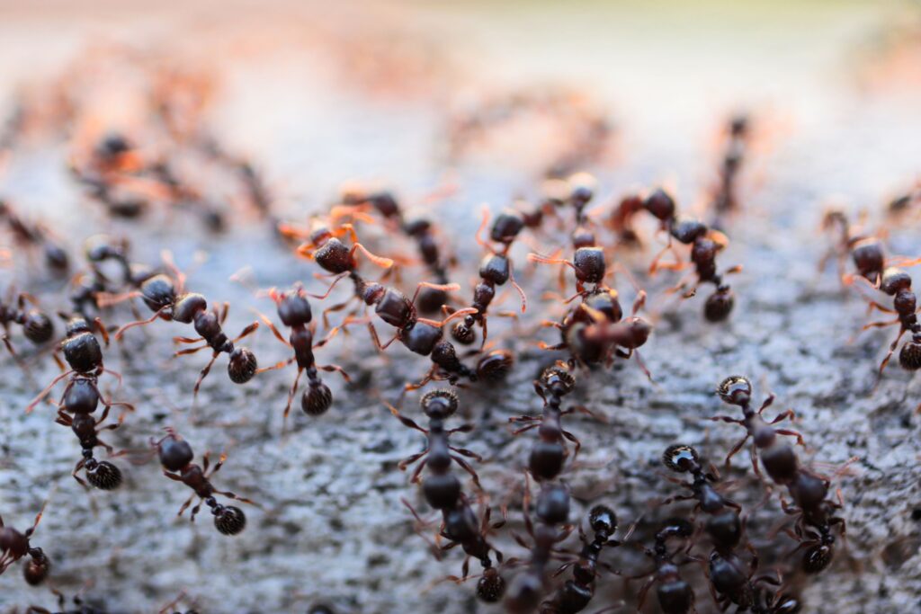 ant-fight-min