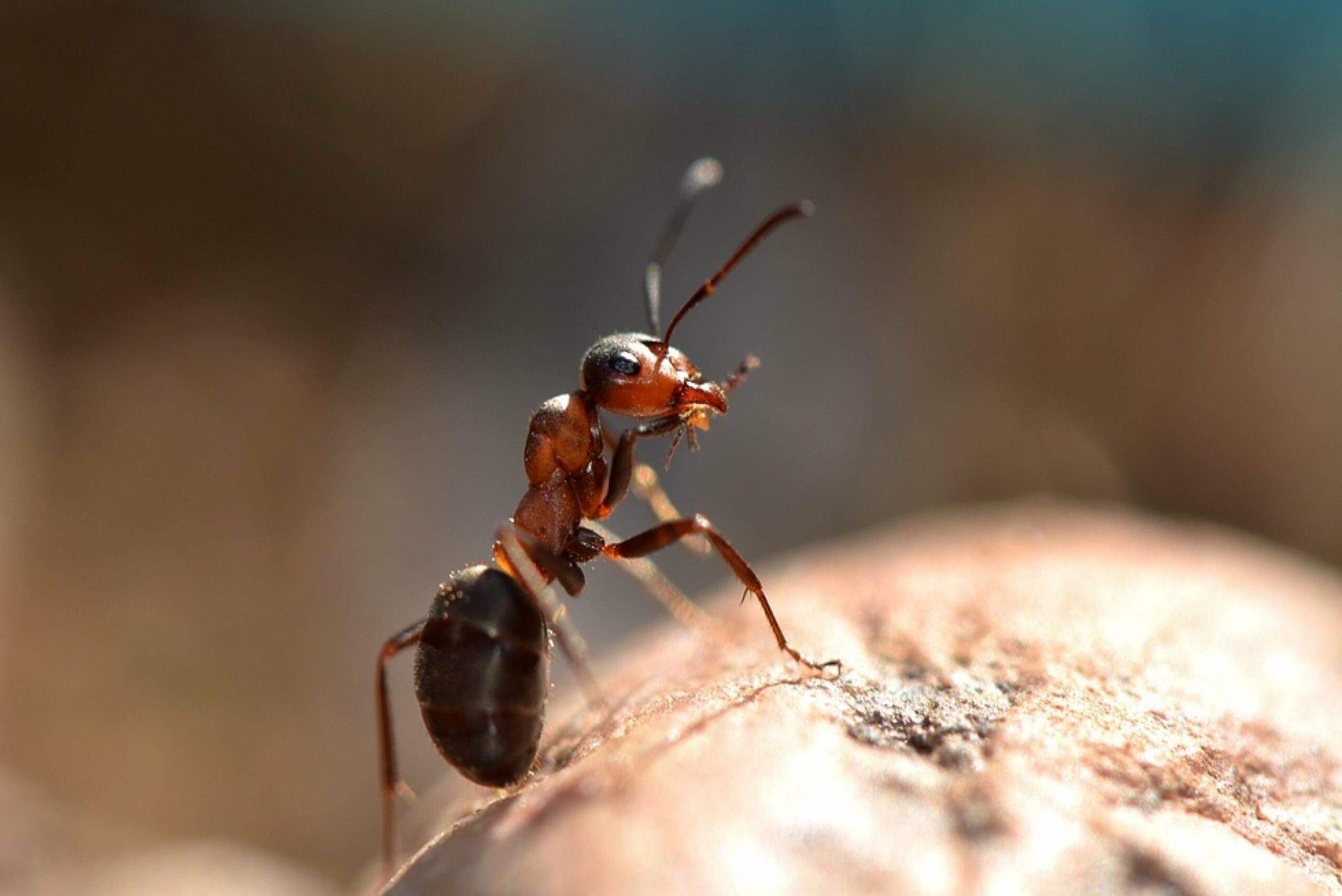 ant-got-out-for-a-walk-camponotus-ligniperdus-ma-min