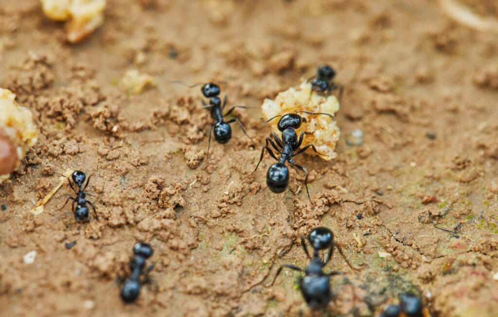 ants-around-prey-are-trying-to-drag-into-their-hom