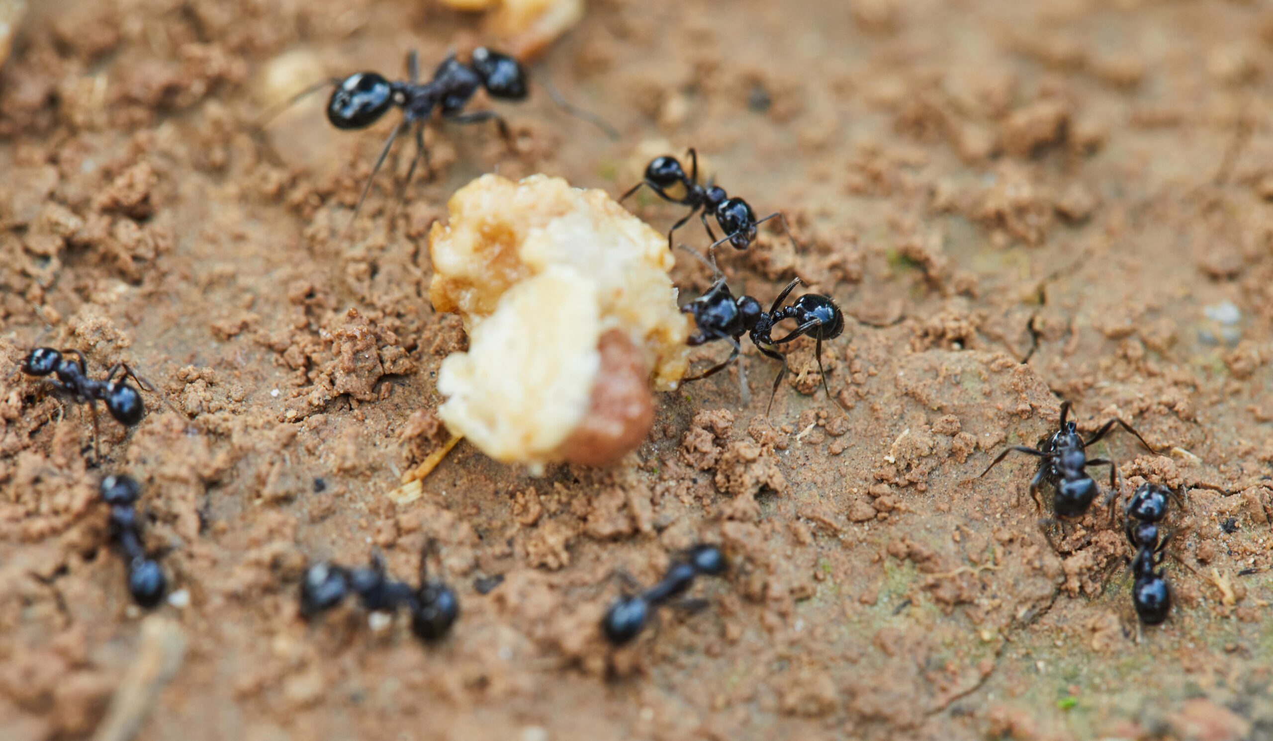 ants-around-prey-are-trying-to-drag-into-their-hom-min