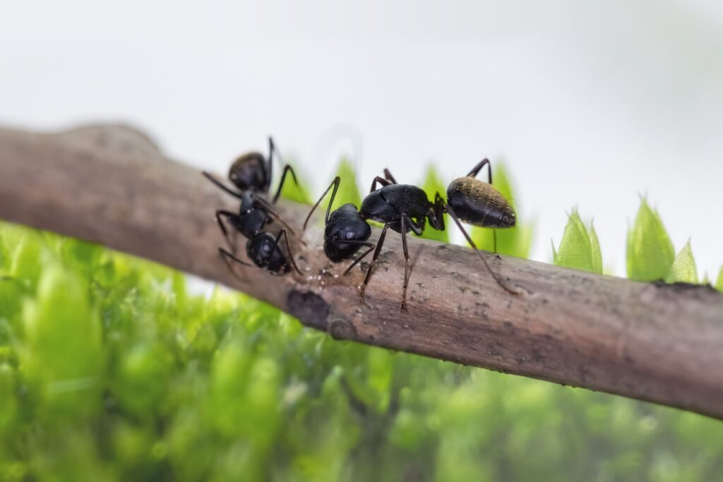 ants-foraging-with-green-lichen-background-min