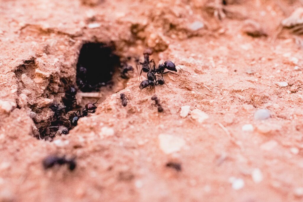 ants-in-a-row-walking-looking-for-food