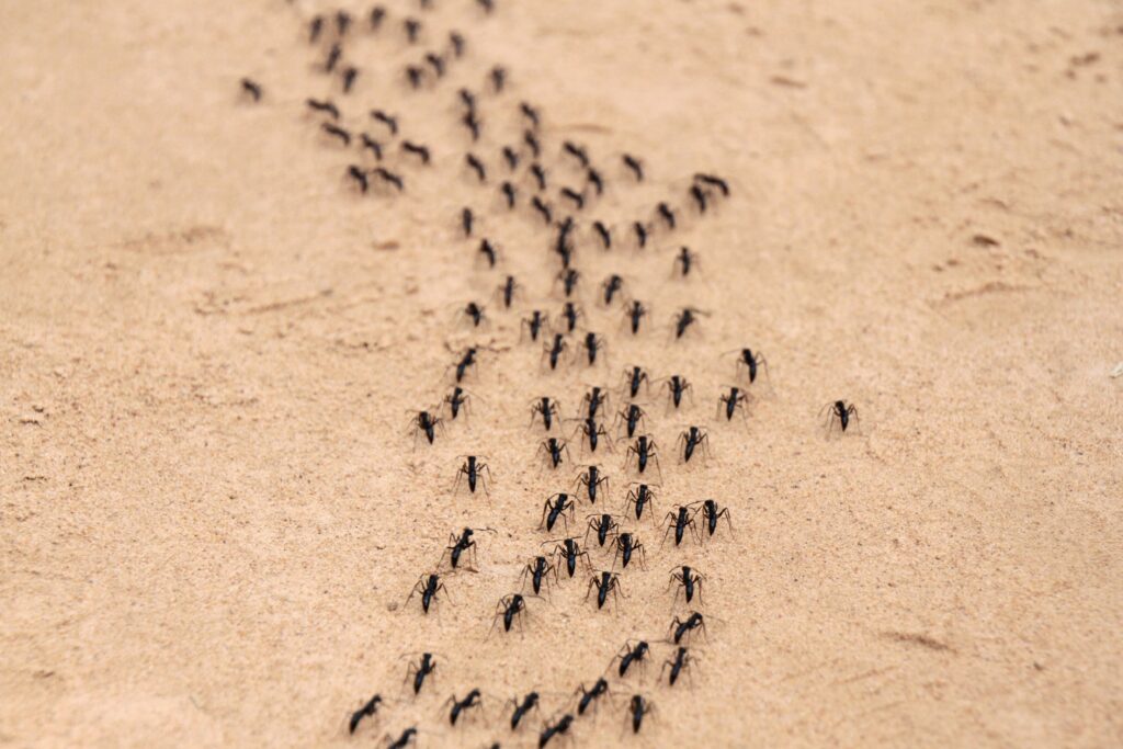 ants-marching-in-a-line-min