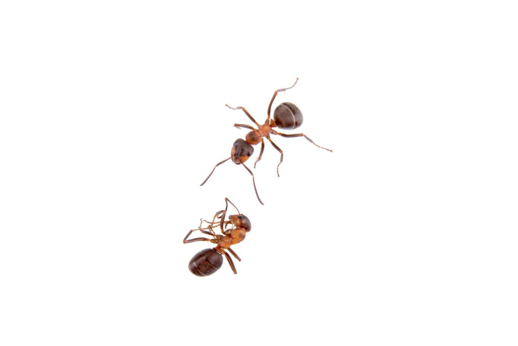 ants-on-a-white-background-min
