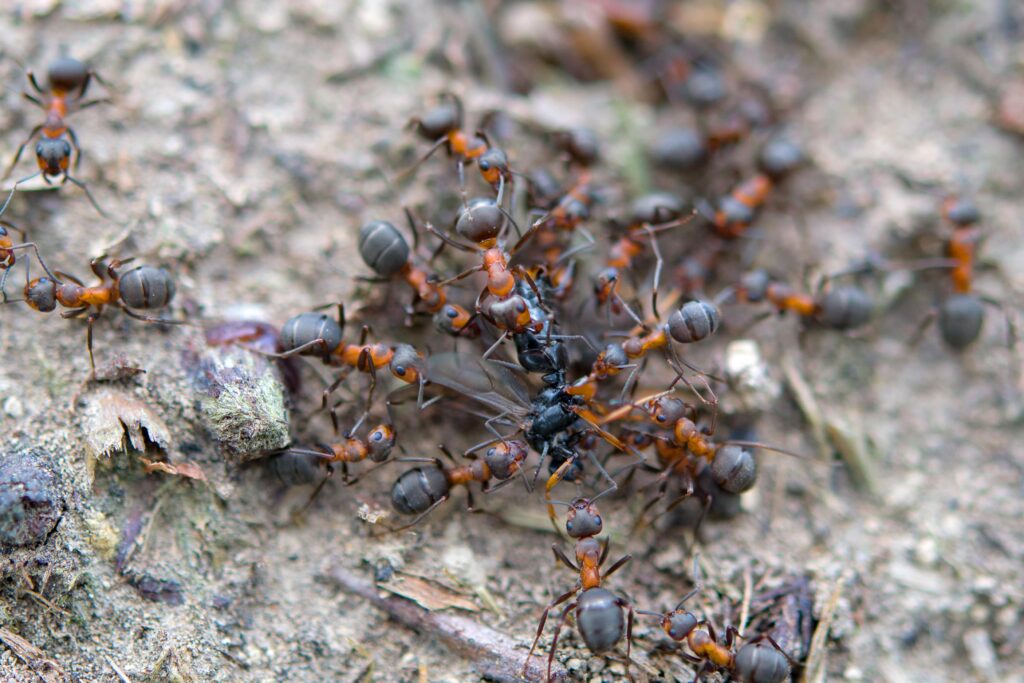 ants-tearing-prey-min