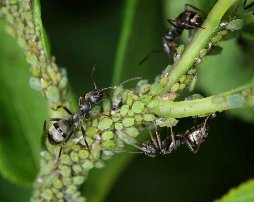 ants-tending-aphids-macro-min