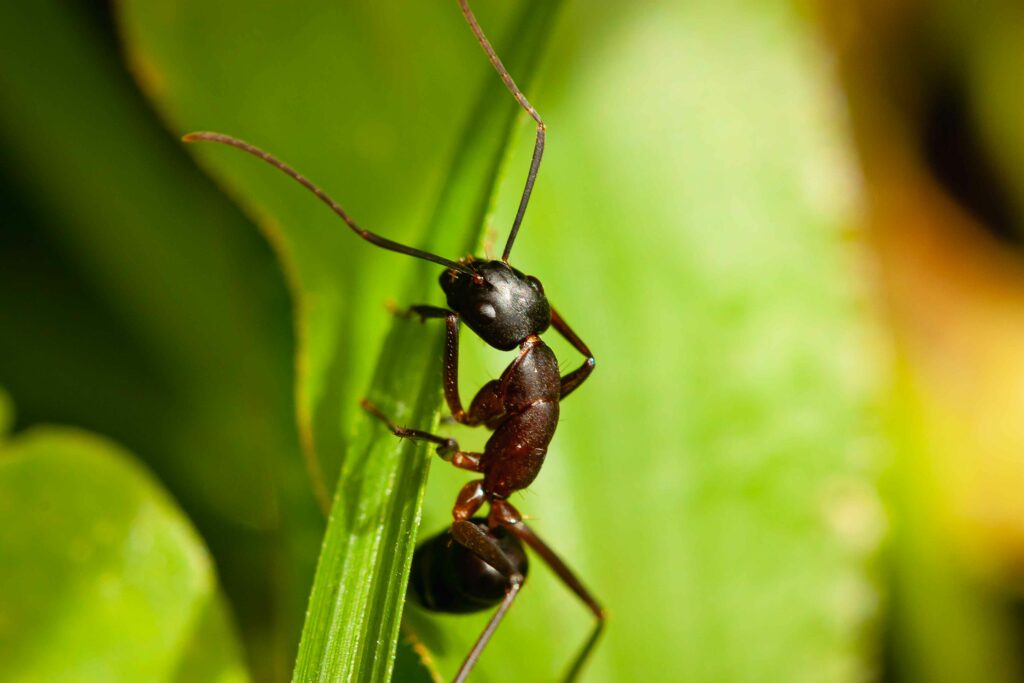 black-ant-climbing-on-a-green-grass-blade-in-the-m