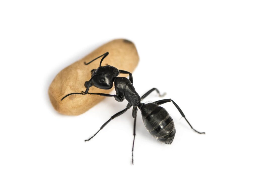 carpenter-ant-camponotus-vagus-carrying-an-egg-min