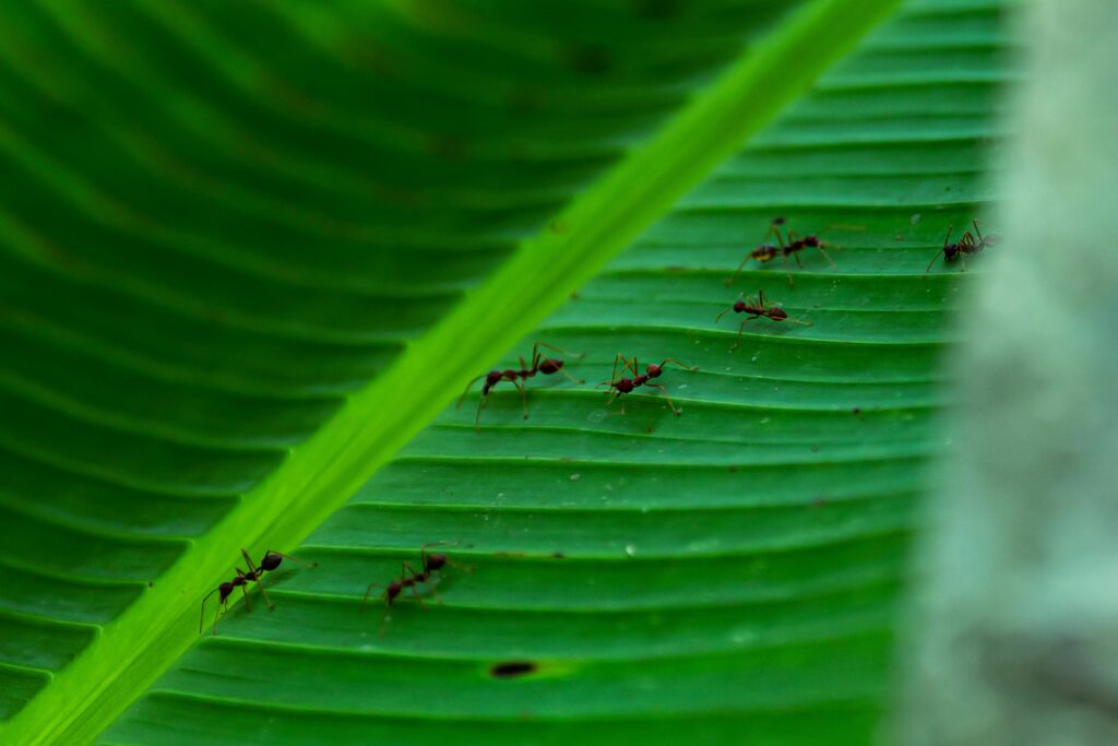close-up-of-small-black-ants-crawling-on-the-surfa-min