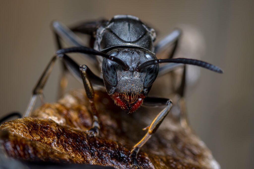 closeup-of-a-black-wasp-in-its-hive-min
