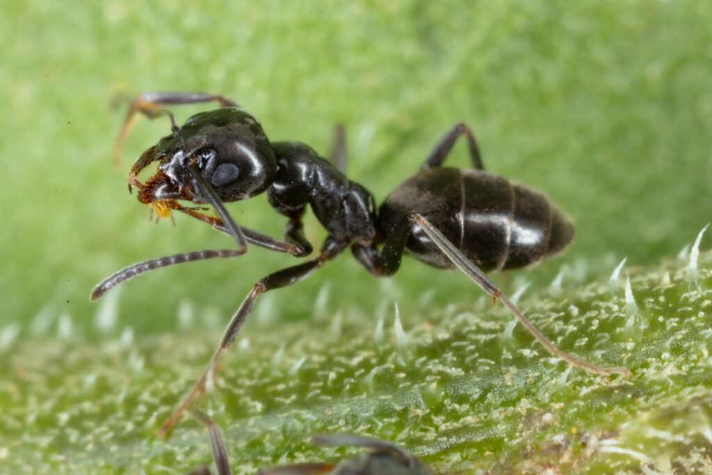 closeup-of-an-tapinoma-sessile-ant-walking-on-gree-min