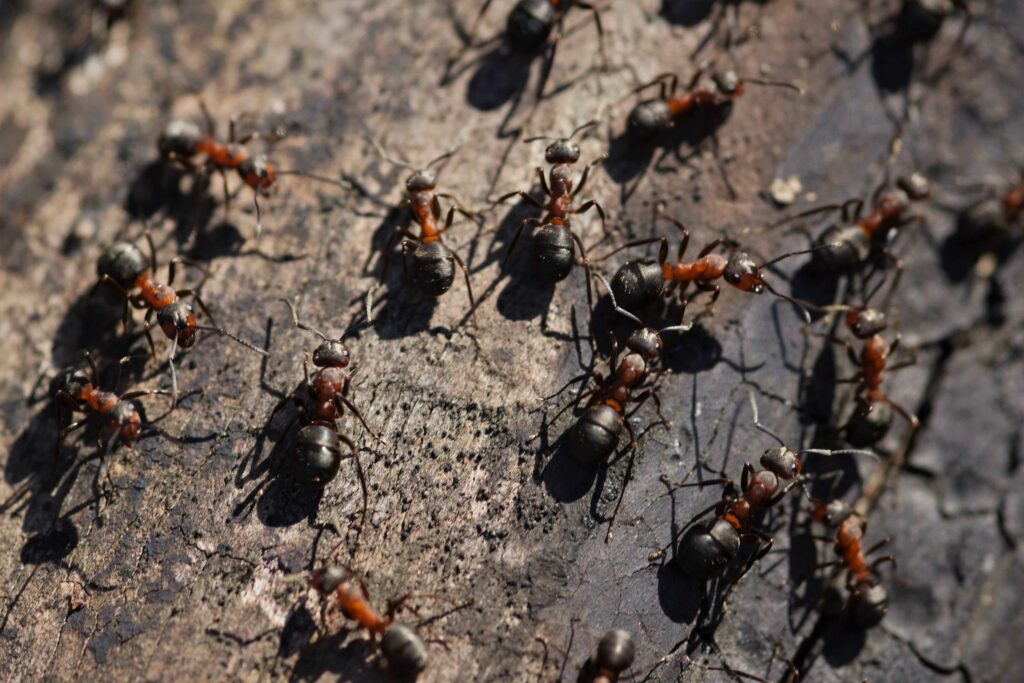 closeup-of-ants-on-an-old-wooden-surface-under-the