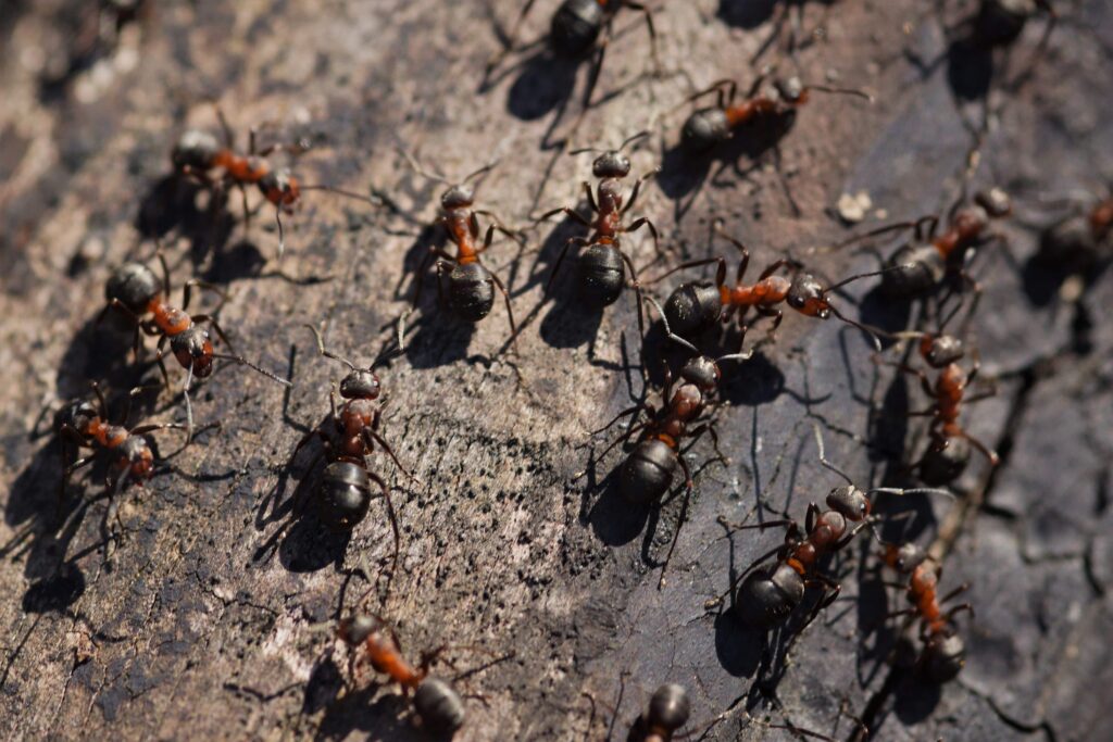 closeup-of-ants-on-an-old-wooden-surface-under-the-min