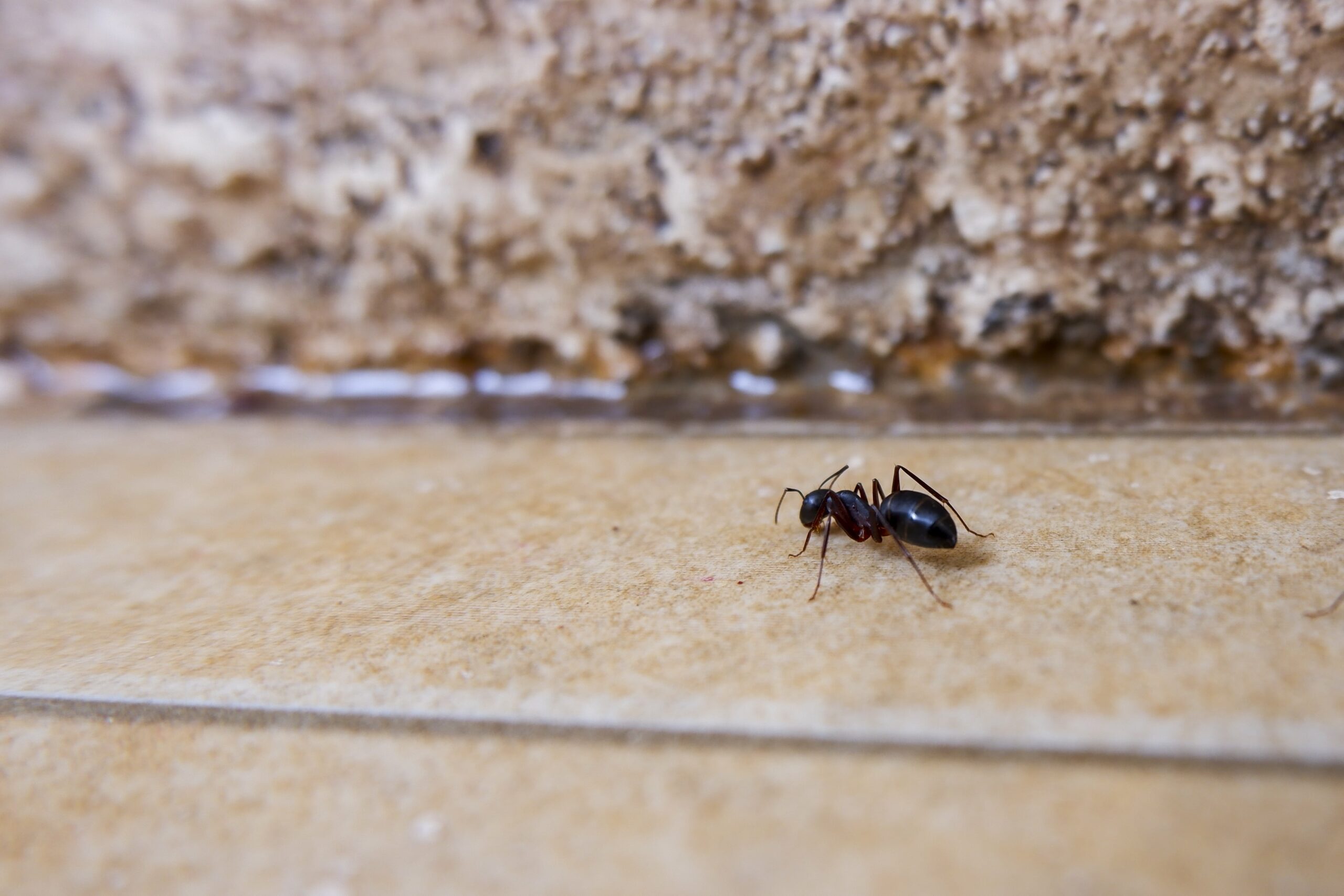 closeup-shot-of-ant-on-the-cement-floor-min