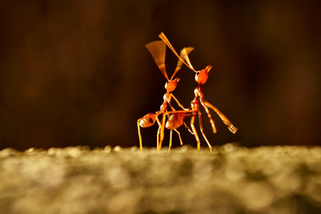 dancing-ants-min