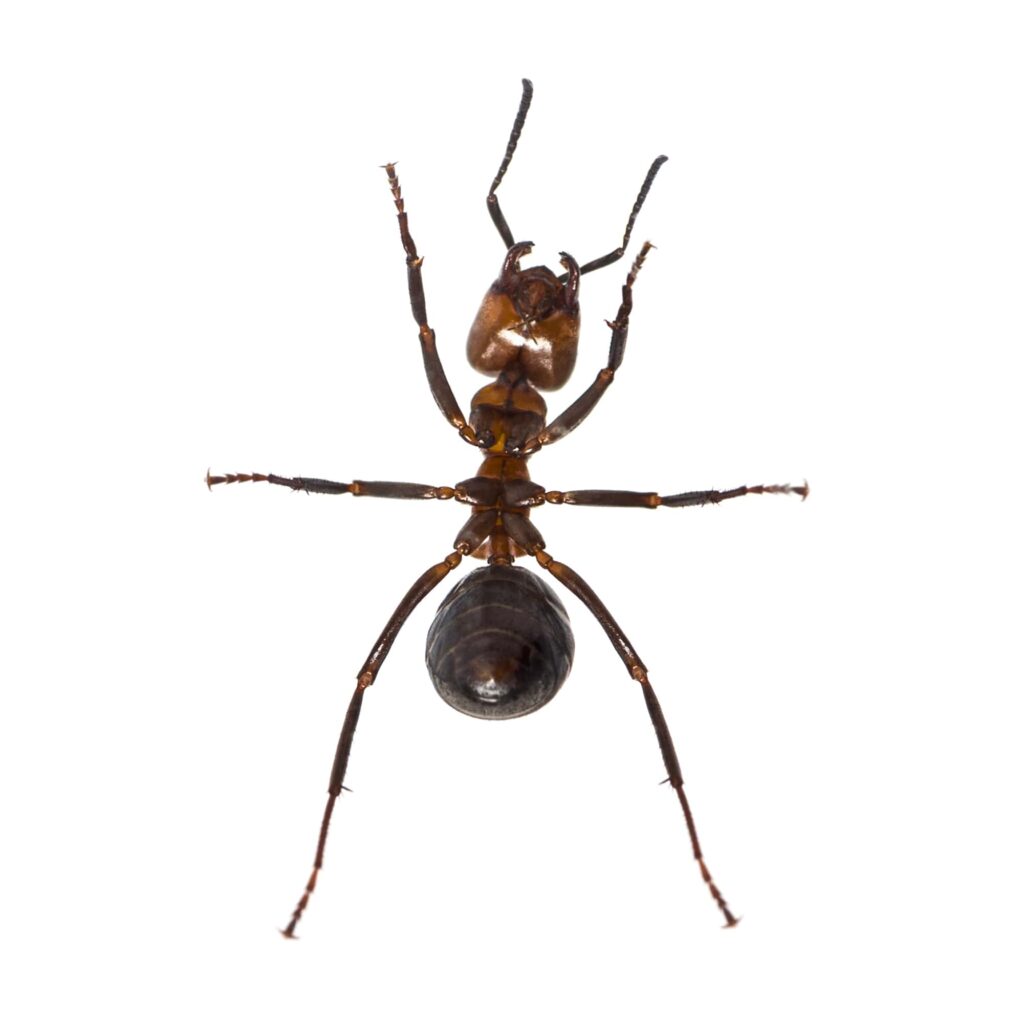 european-red-wood-ant-formica-polyctena-against-min
