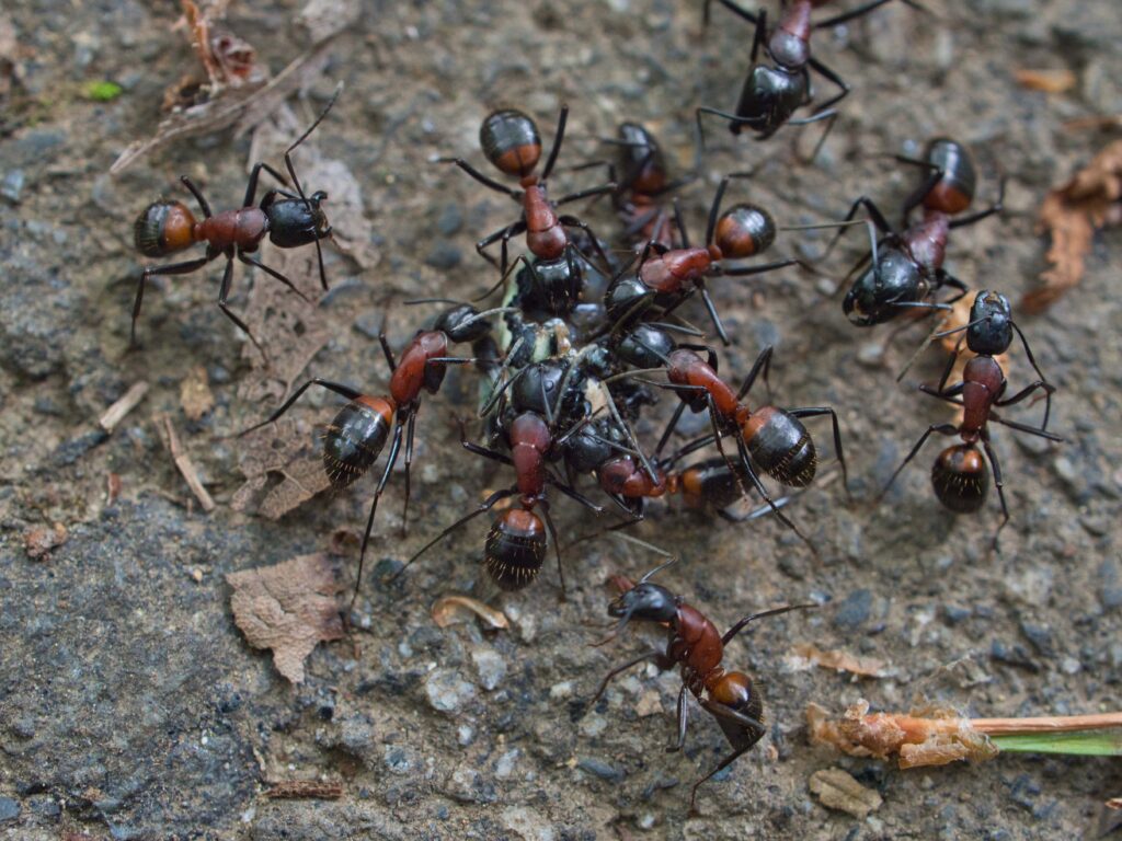 giant-ant-camponotus-obscuripes-min