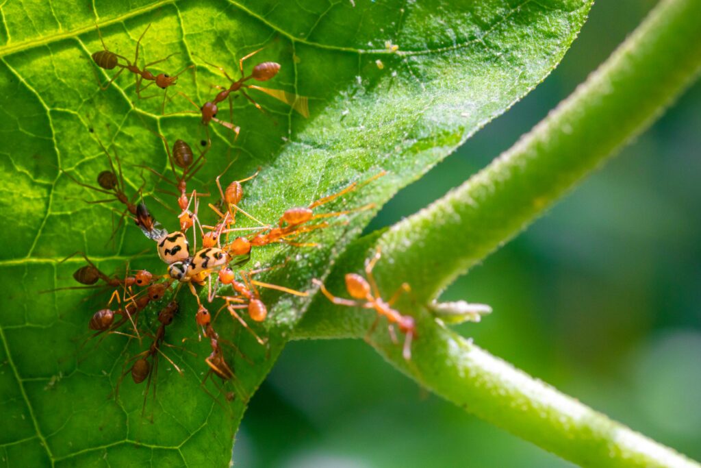 group-of-weaver-ants-attacks-bugs-in-a-leaf-and-d