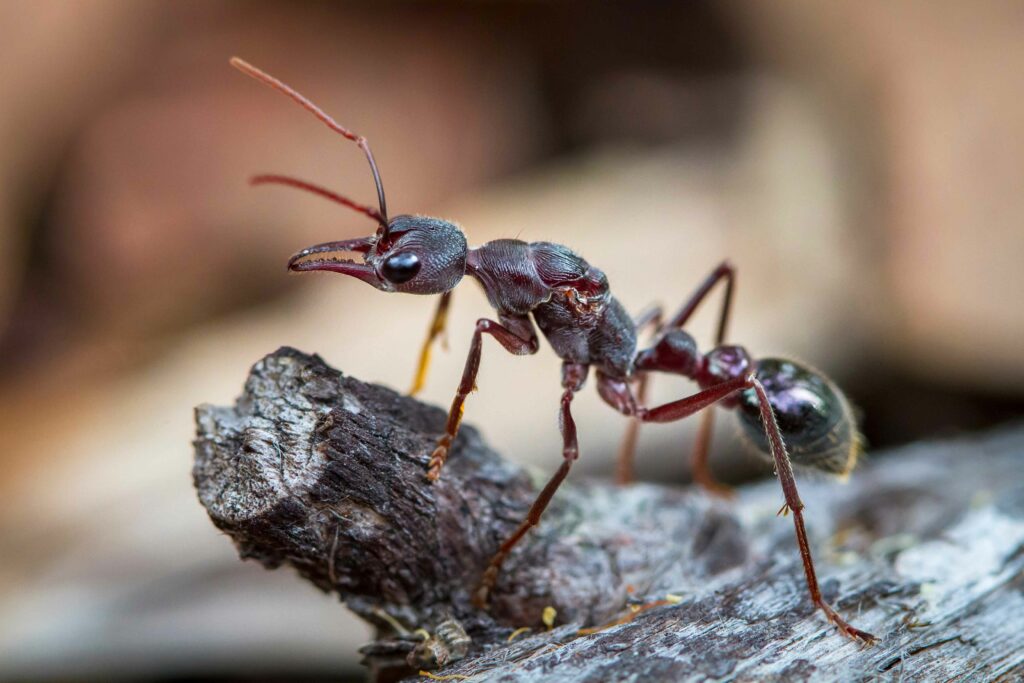 inchman-ant-up-close-in-tasmania