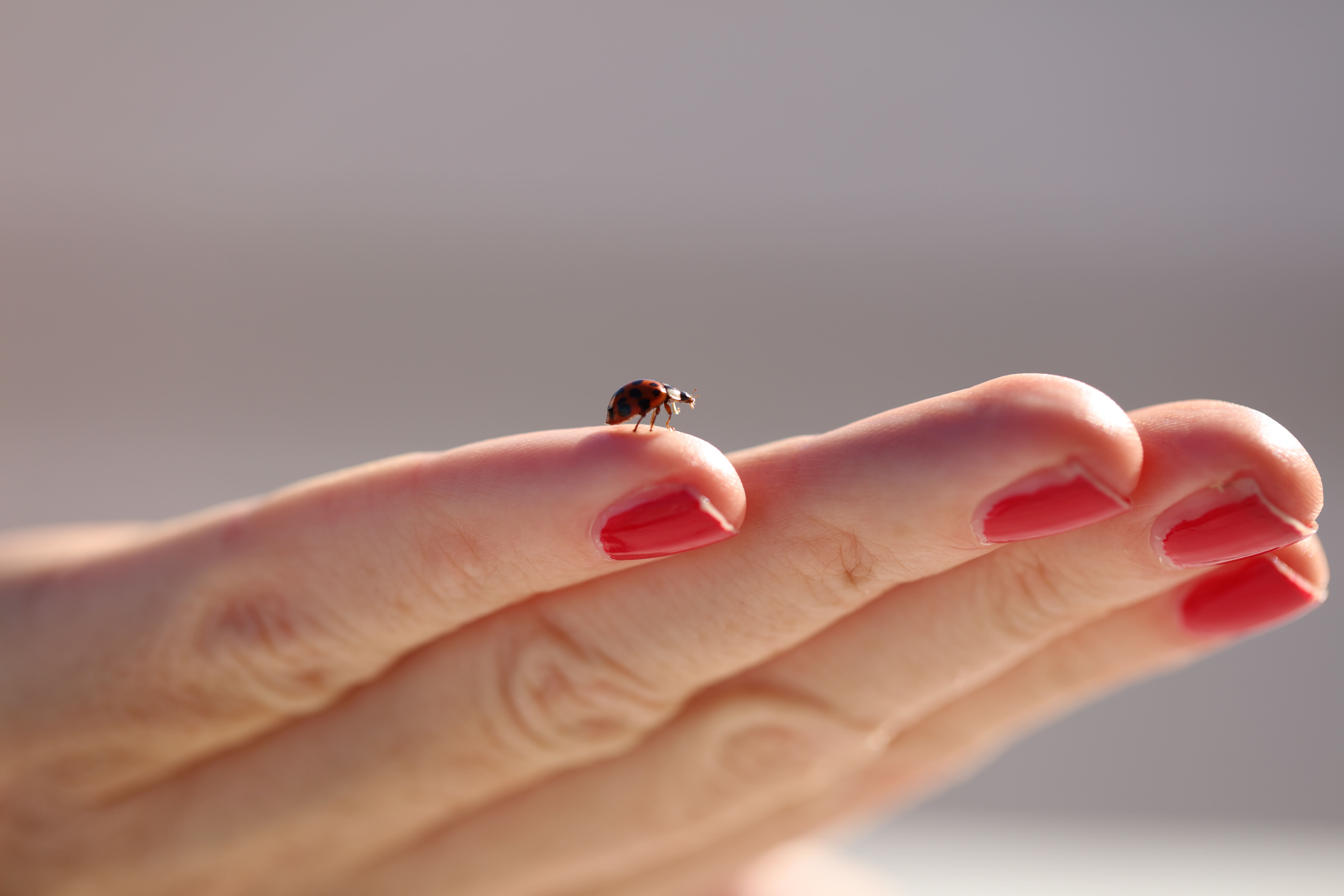 ladybug-on-the-hand-min