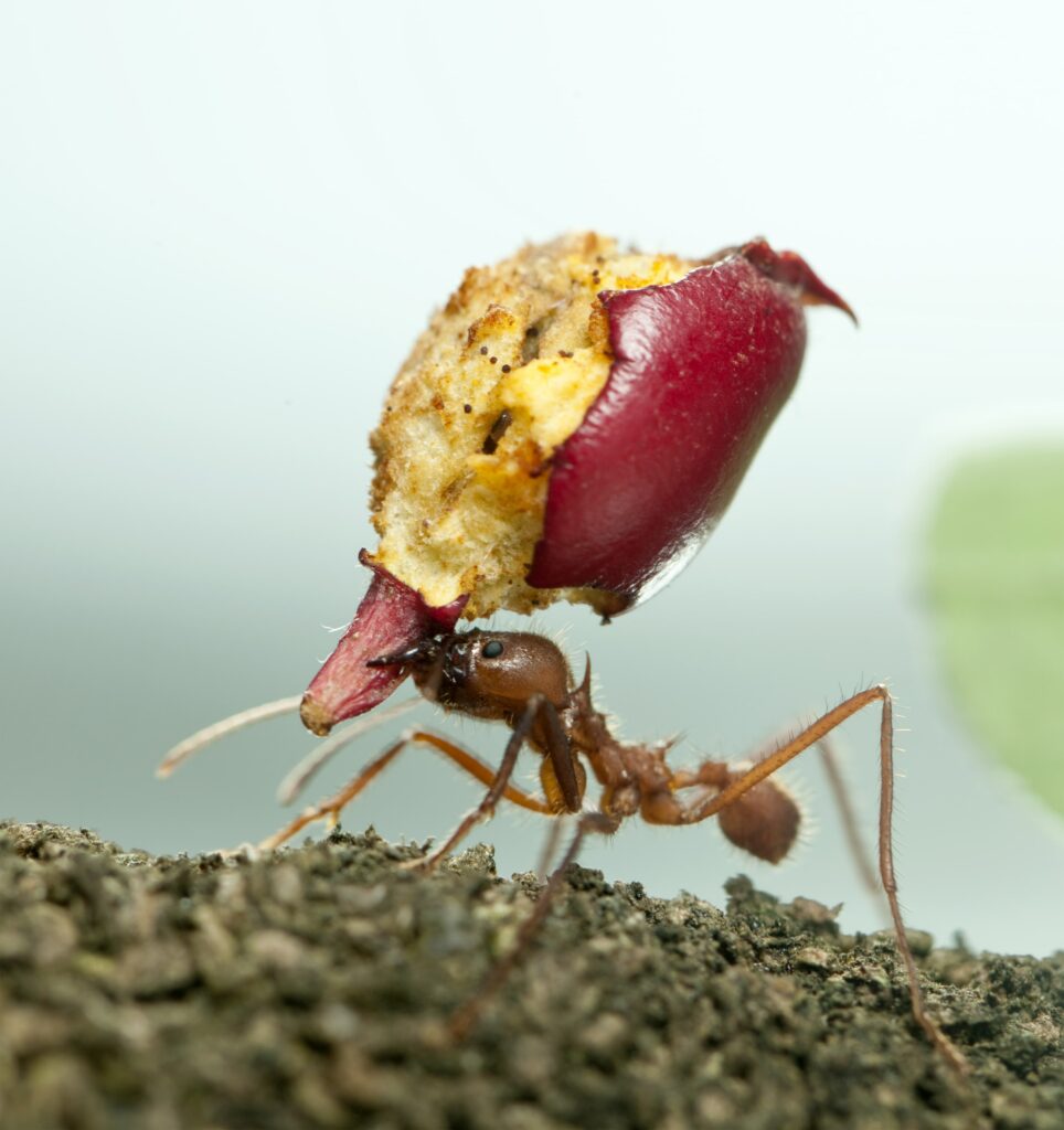 leaf-cutter-ant-acromyrmex-octospinosus-carrying-min