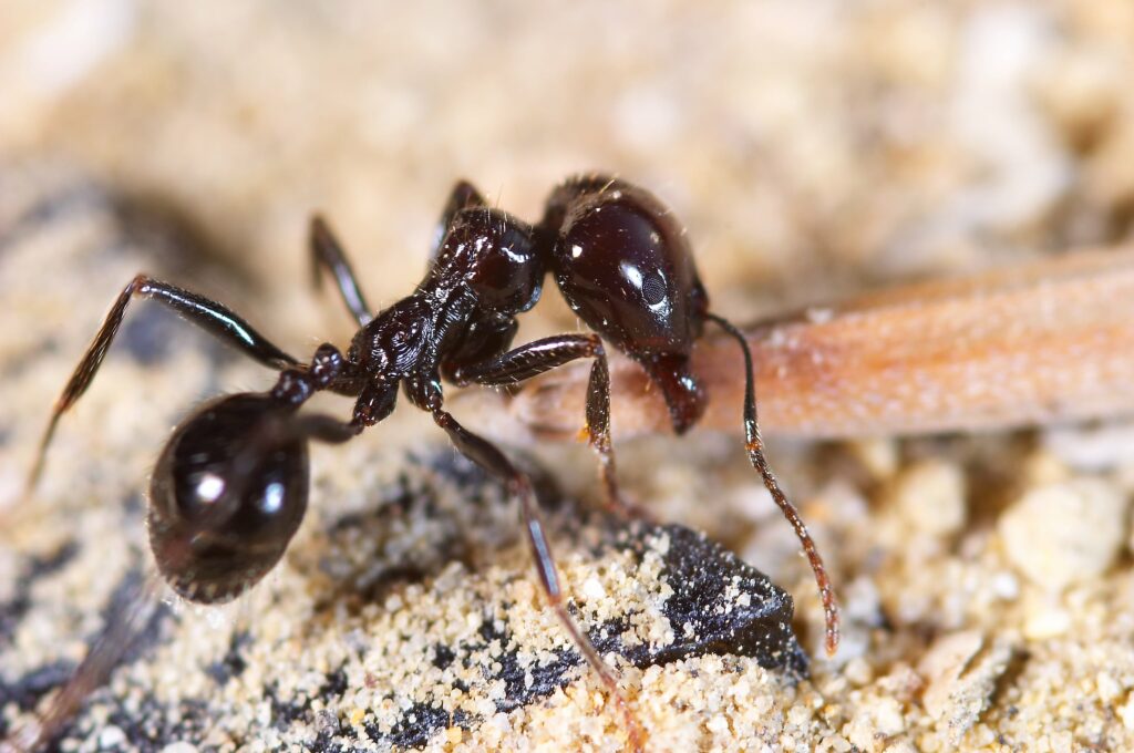 little-ant-min