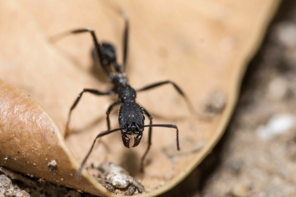 macro-selective-focus-shot-of-black-ant