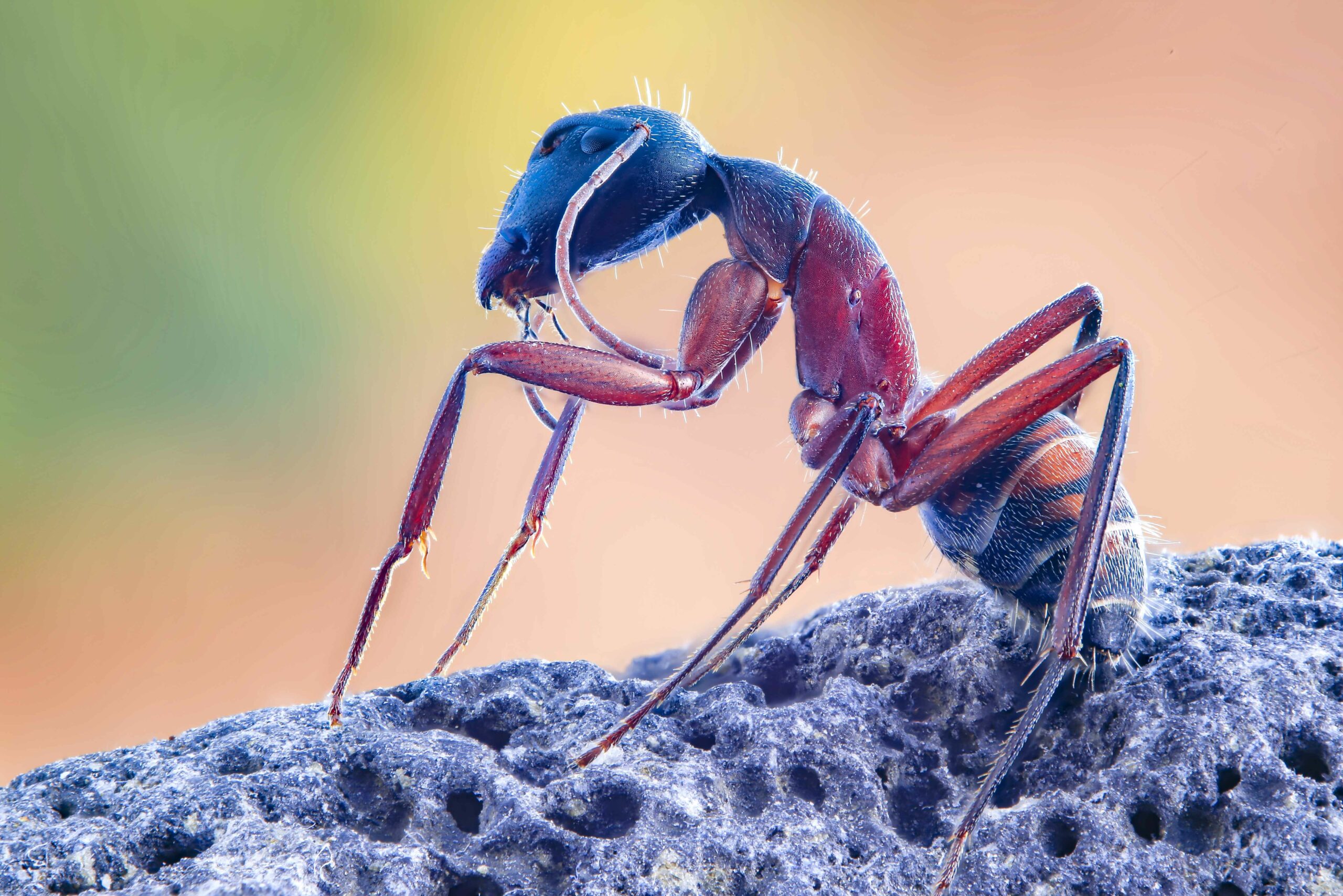 macro-shot-of-an-ant-on-a-rock