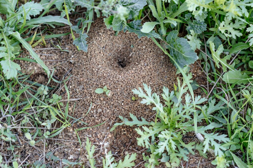 pest-concept-close-up-of-an-anthill-in-a-garden-min