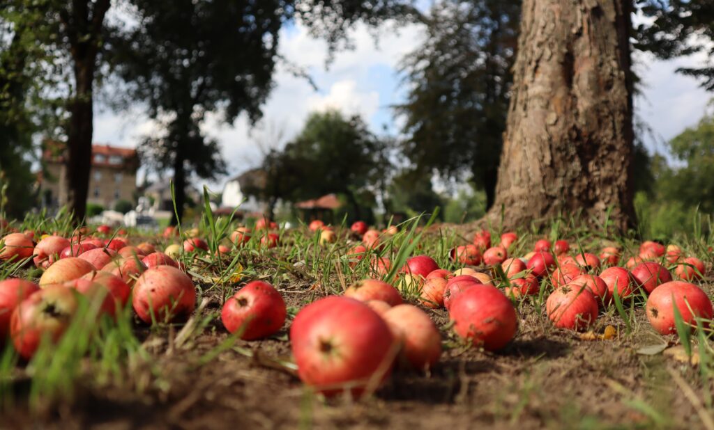pink-apples-lie-in-garden-on-the-ground-and-grass-min