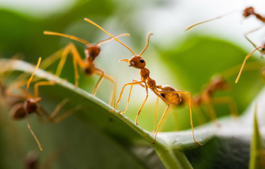 red-ants-on-green-leaves-green-tree-ant-weaver-a-min