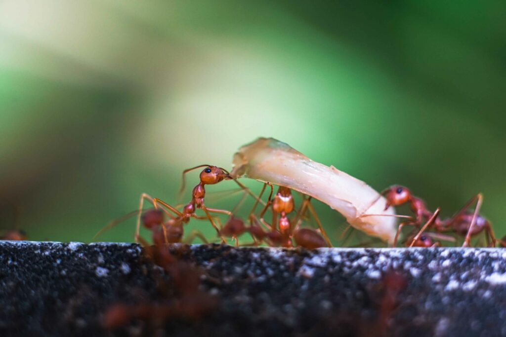 Ants can lift up to 5,000 times their own body weight, new study suggests -  PCT Magazine - Muskoka Pest Control