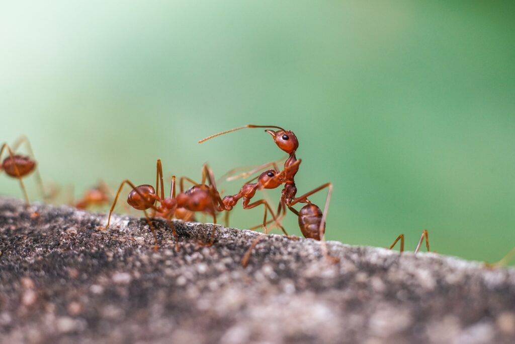 red-imported-fire-ant-action-of-fire-ant-min