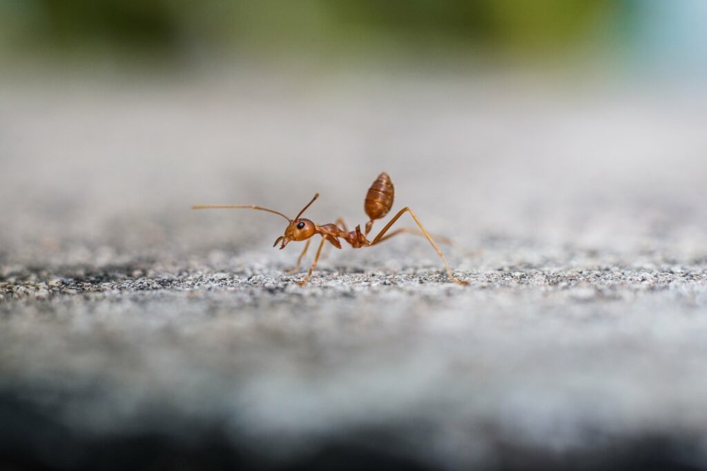 red-imported-fire-ant-action-of-fire-ant-min