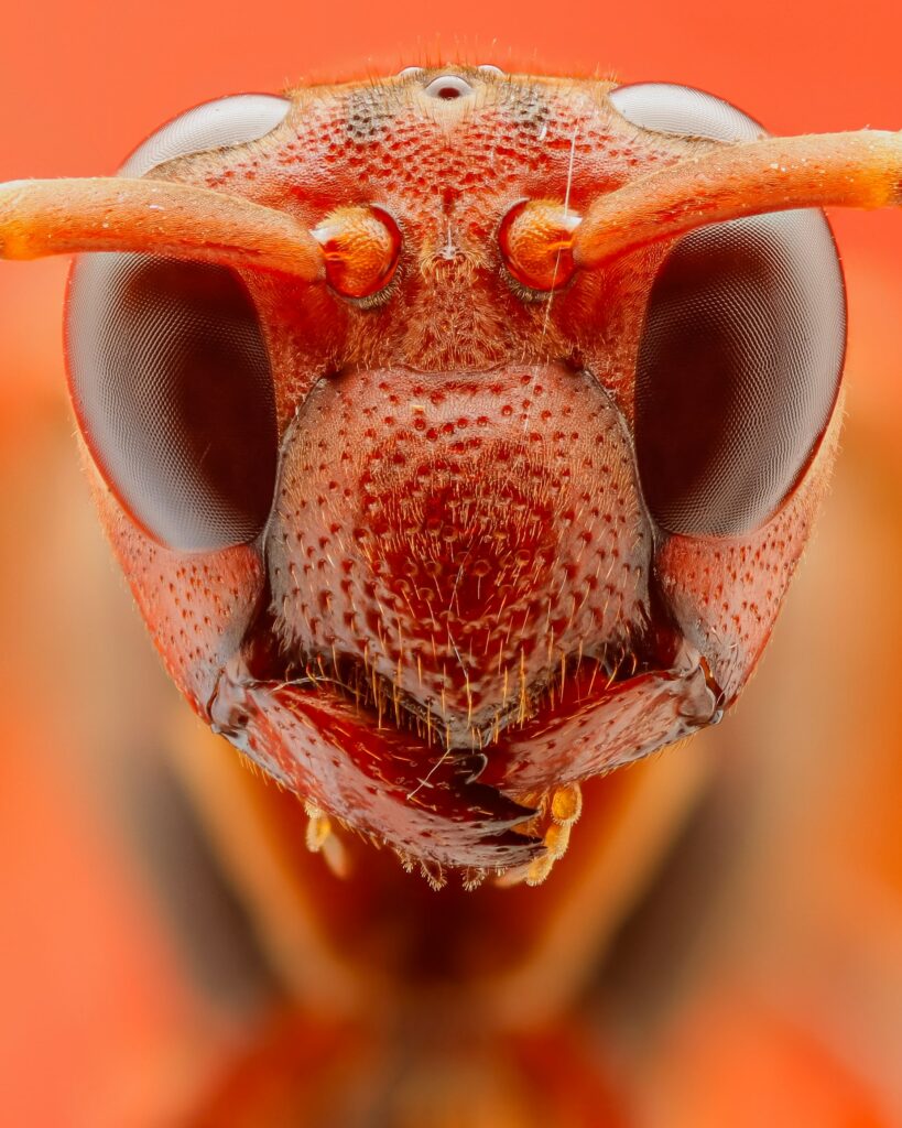 red-wasp-min