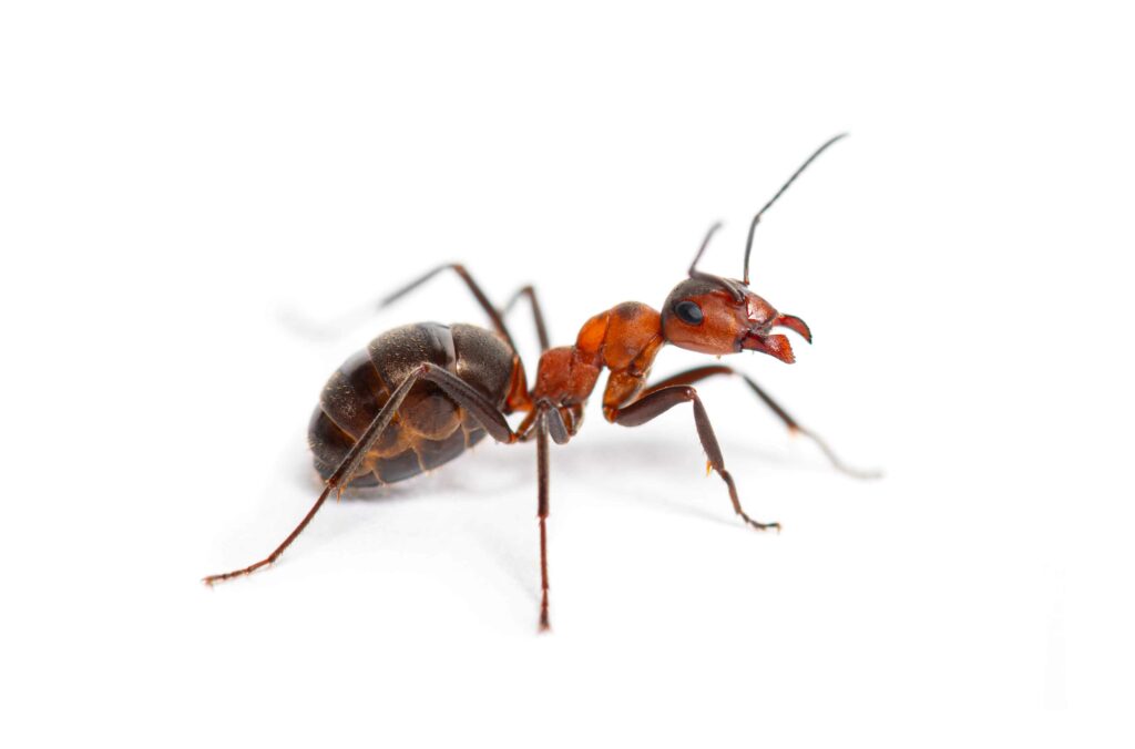 red-wood-ant-formica-rufa-or-southern-wood-ant