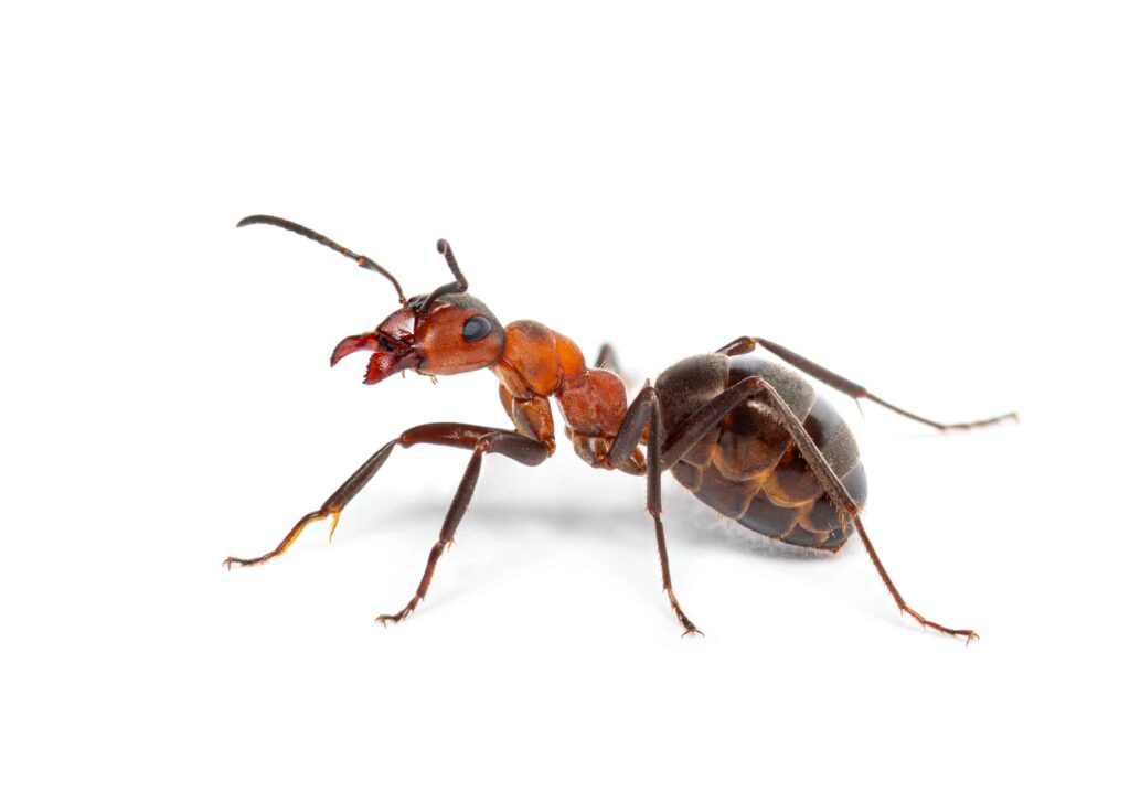 red-wood-ant-formica-rufa-or-southern-wood-ant
