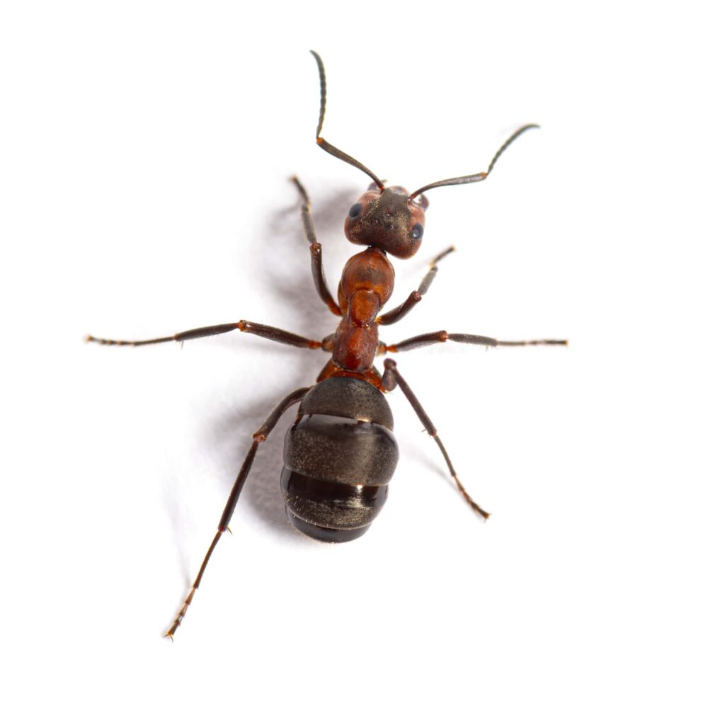 red-wood-ant-formica-rufa-or-southern-wood-ant-min