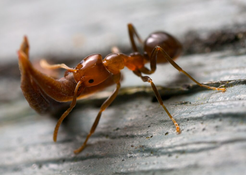 strong-ant-lifting-wood-min
