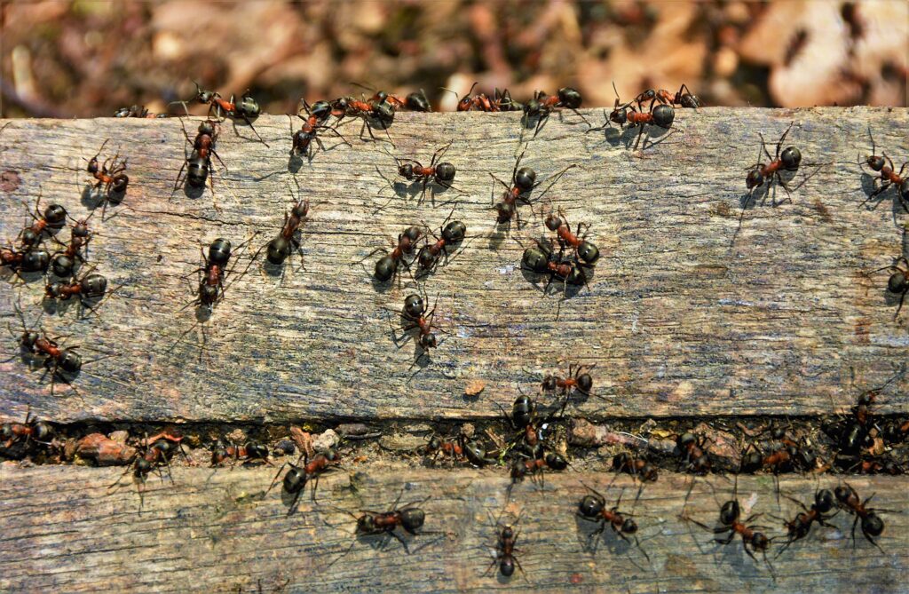 swarm-of-ants-min